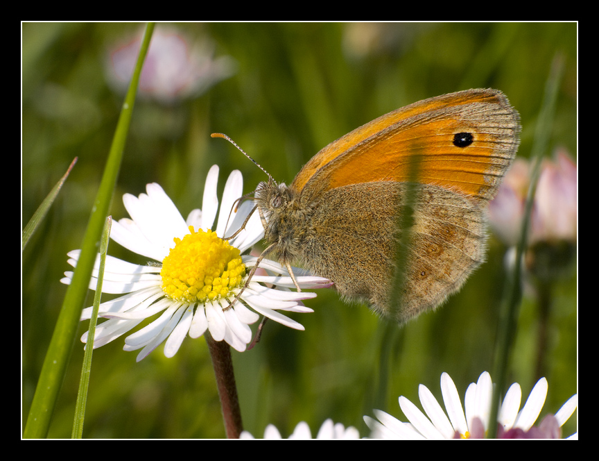 Satyrinae