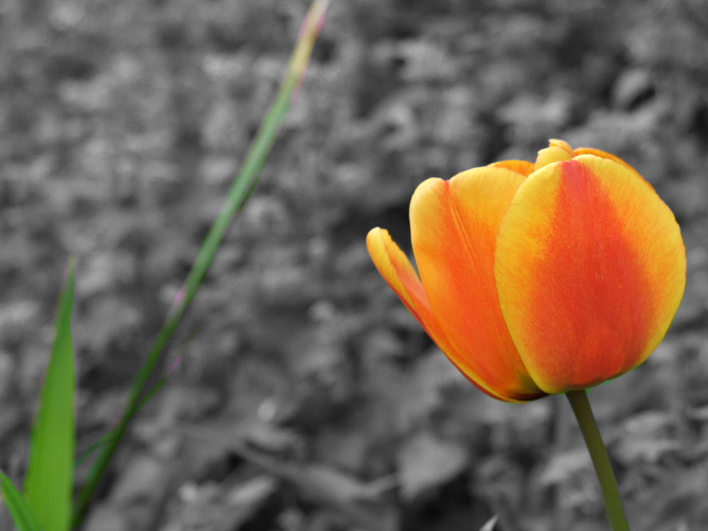 Tulipano 2