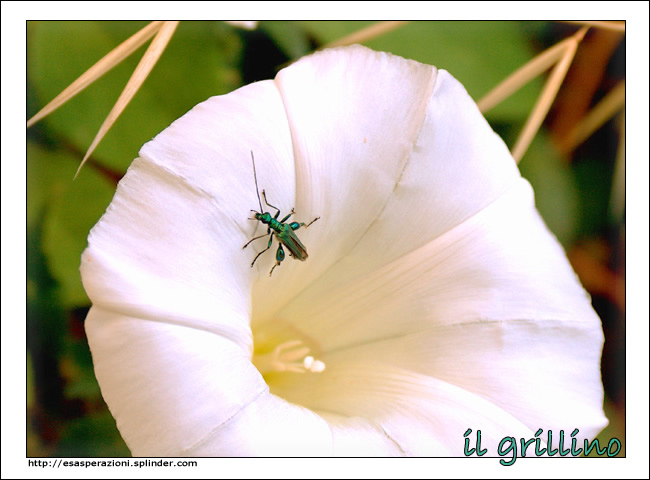 Il Grillino