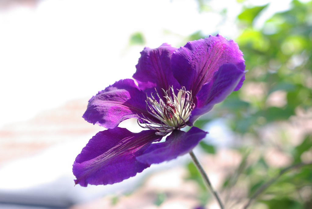 Fiore viola