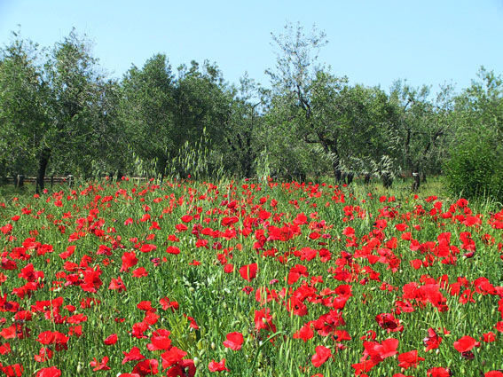 campo di papaveri