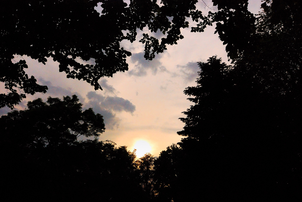Scorcio di cielo tra i rami