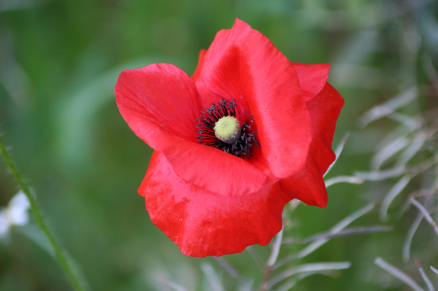 rosso cuore