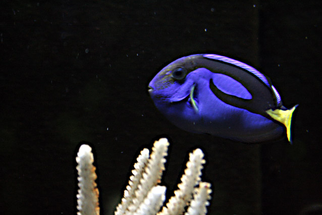 Acanturide