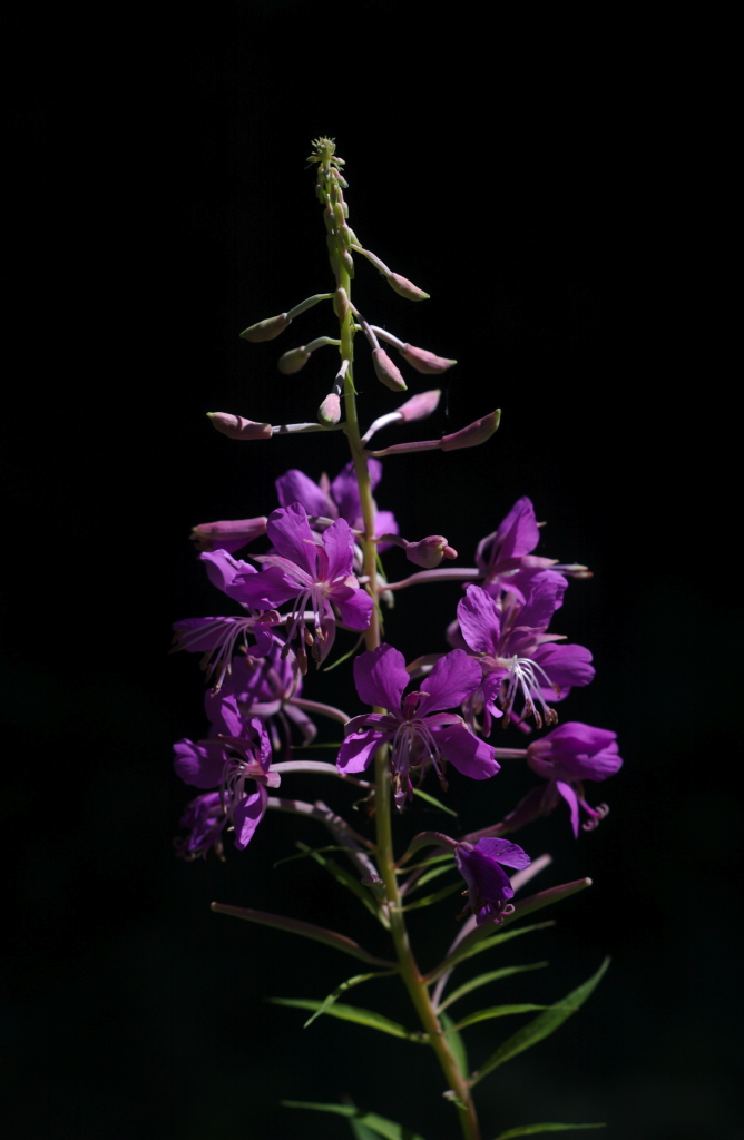 Fiore