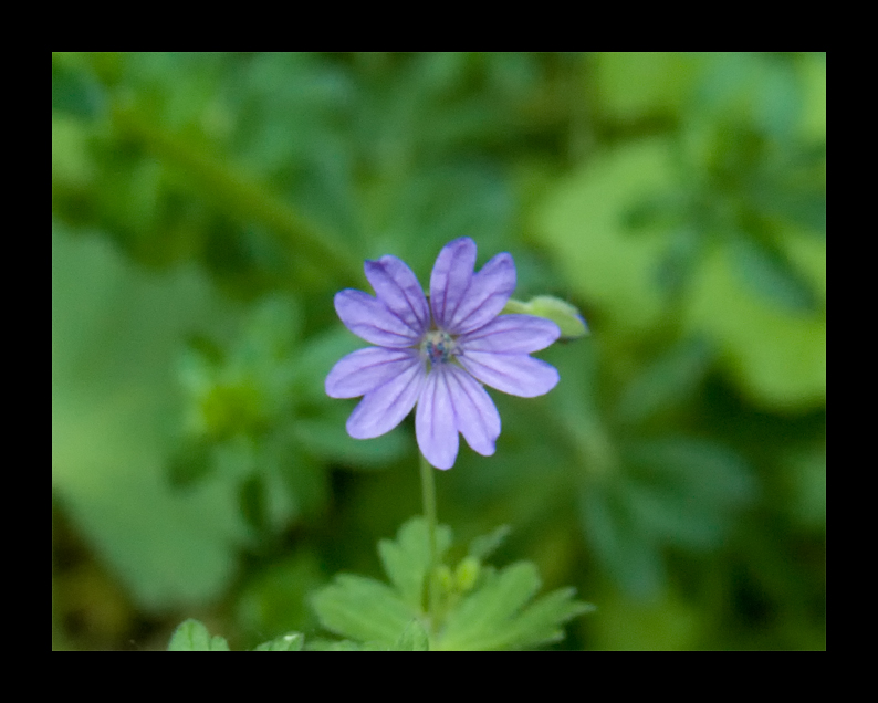 fiore