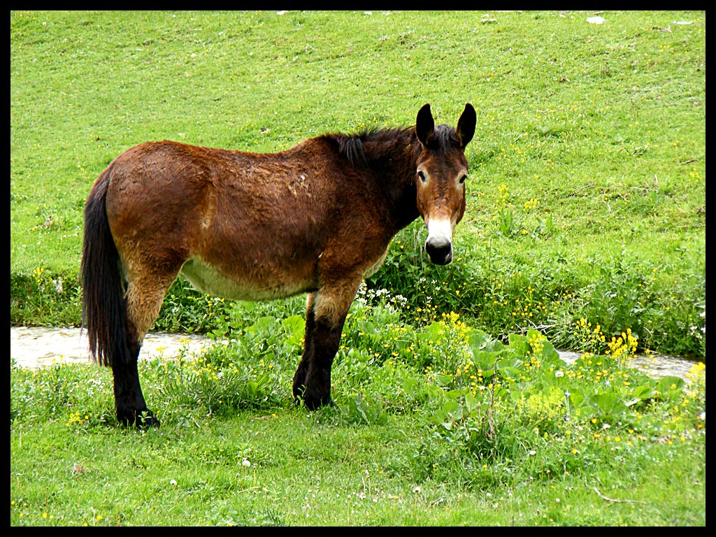 Cavallino...