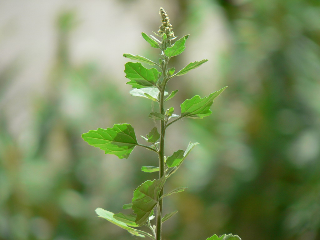 Fiore2