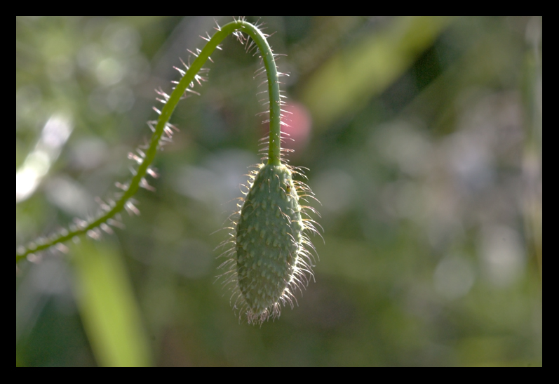 solitario
