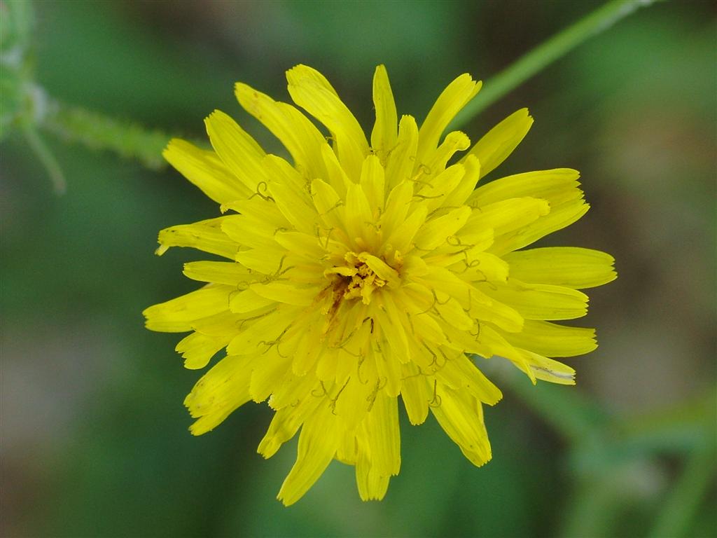 macro fiore