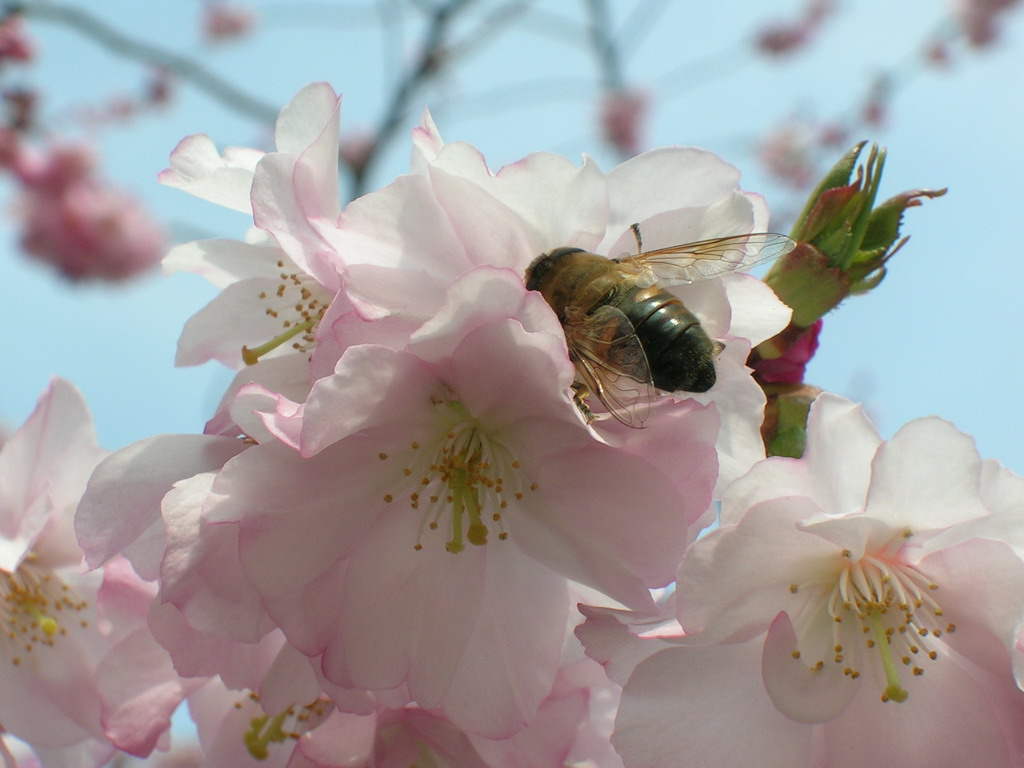 ape a primavera