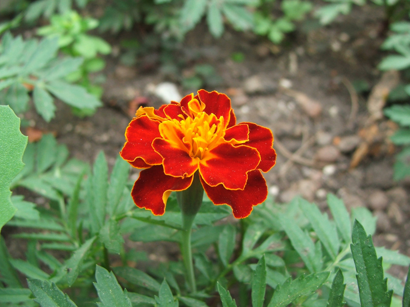 fiore rosso-giallo