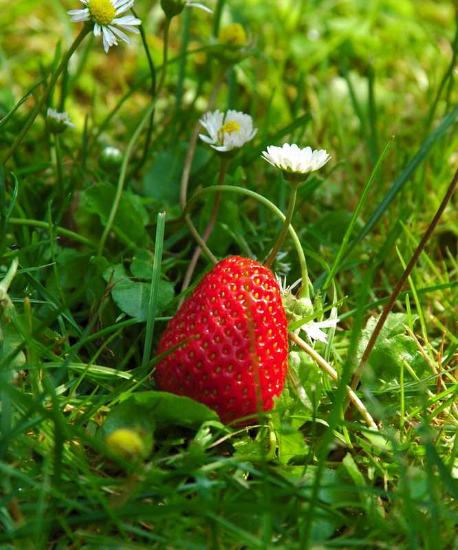 fragola