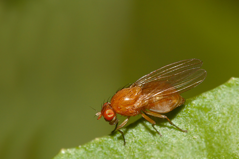 Suilia similis  (Ditteri,Heleomyzidae)