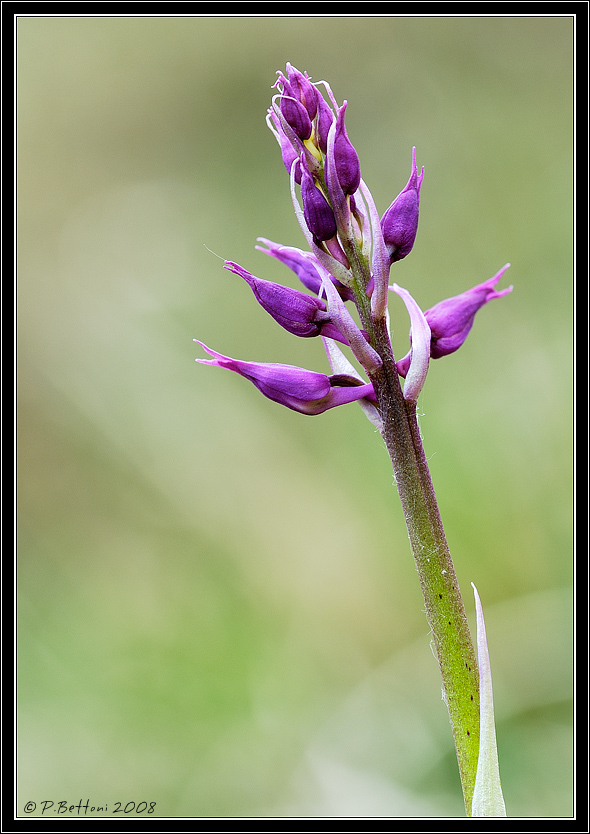 Fiore in Lividino (bs)