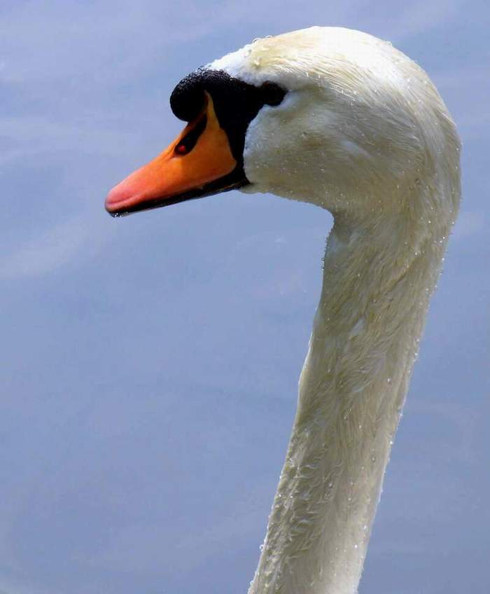 Cigno.