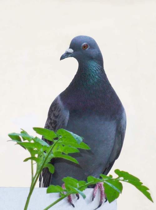Colombo.