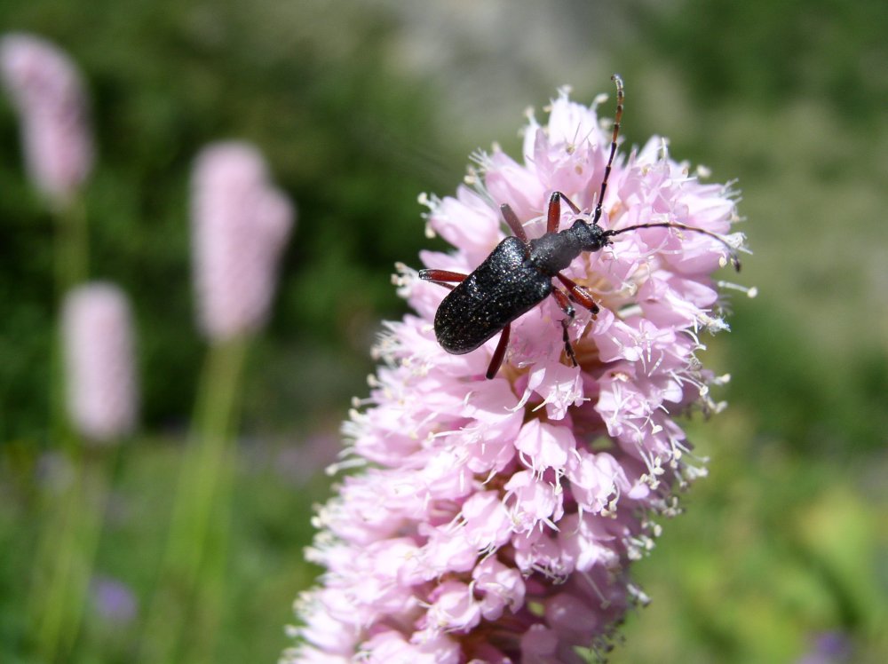 Fiore abitato