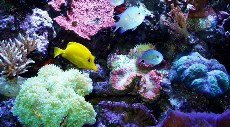 Acquario.