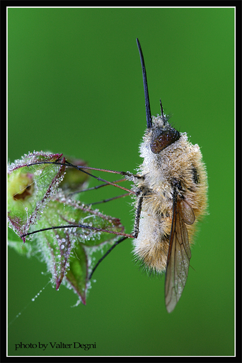 Bombylius