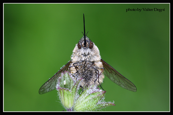 Bombylius