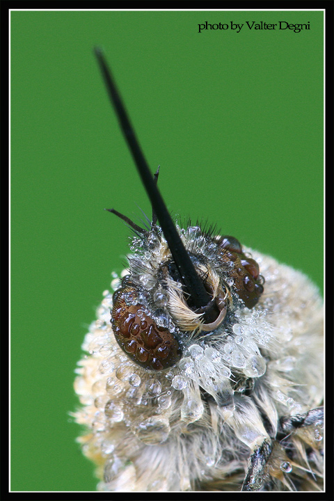 Bombylius