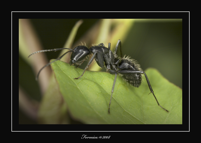 formica