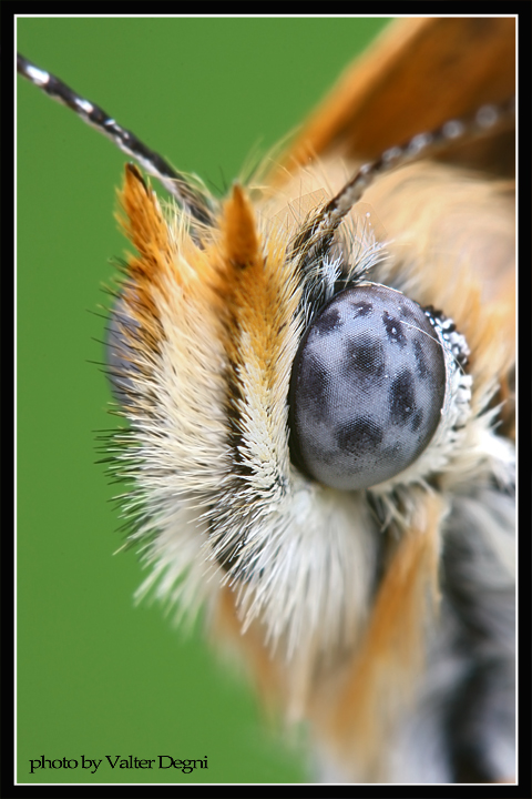 Melitaea cinxia
