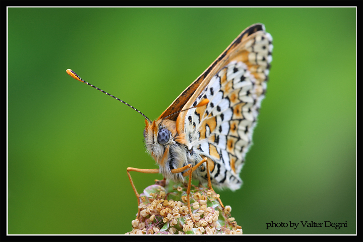 Melitaea cinxia