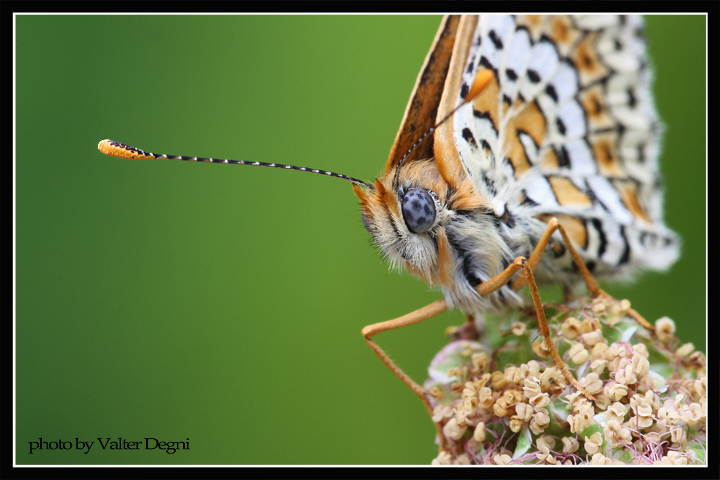 Melitaea cinxia
