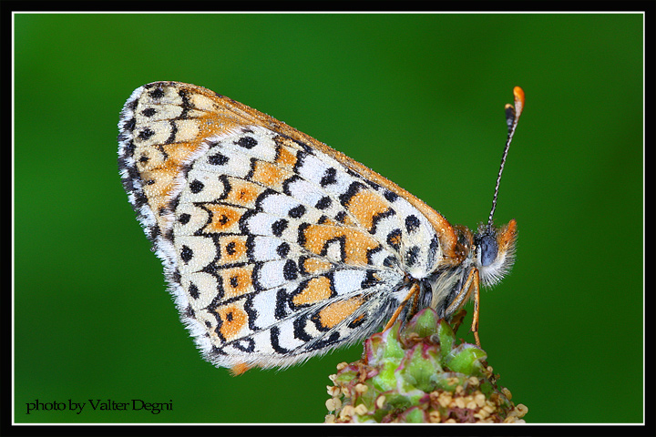Melitaea cinxia