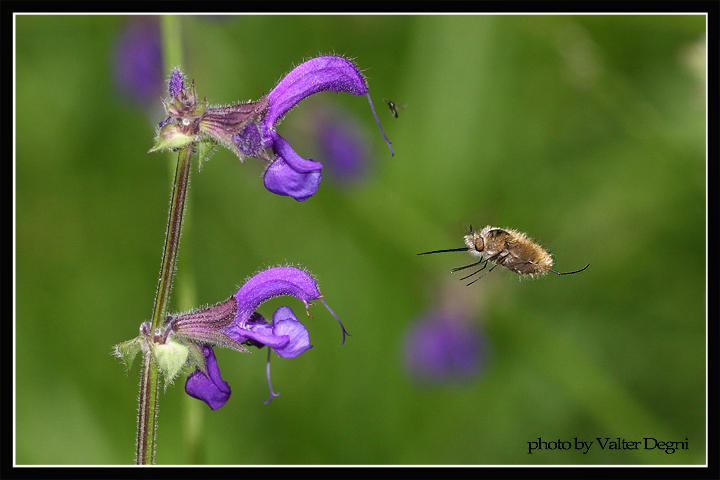 Bombylius in volo