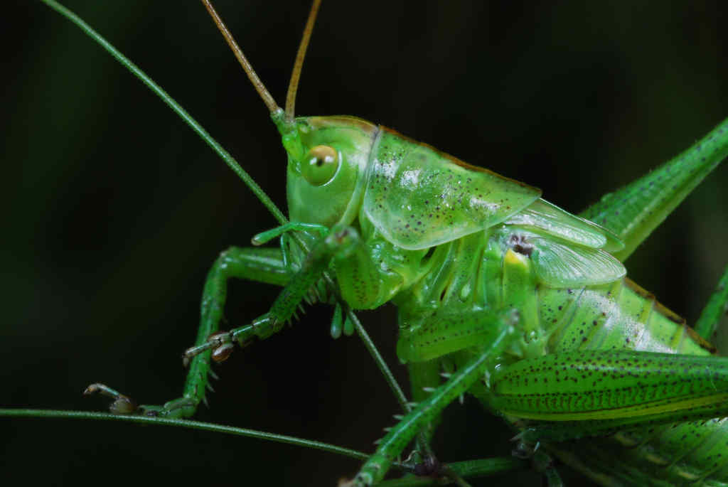 cavalleta verde