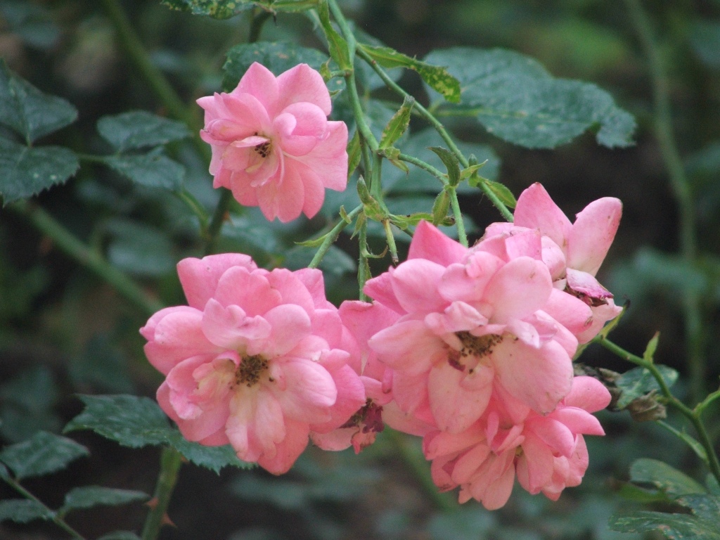Macro Fiori