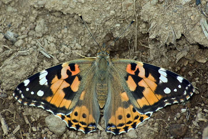 Vanessa cardui 1