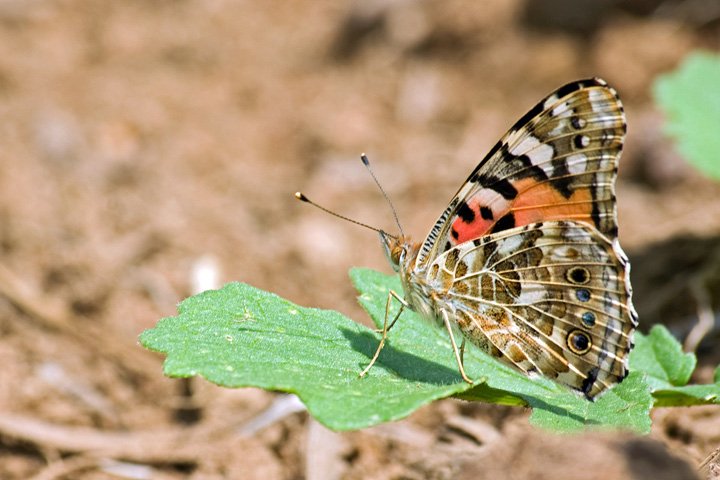 Vanessa cardui 2