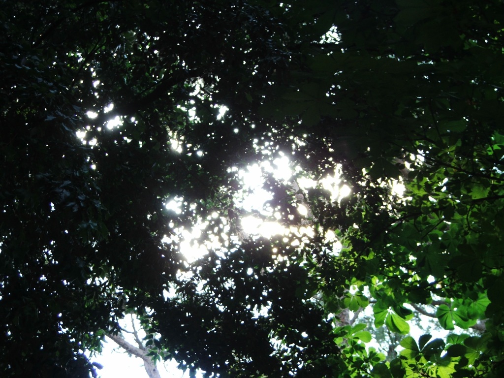 Fronde