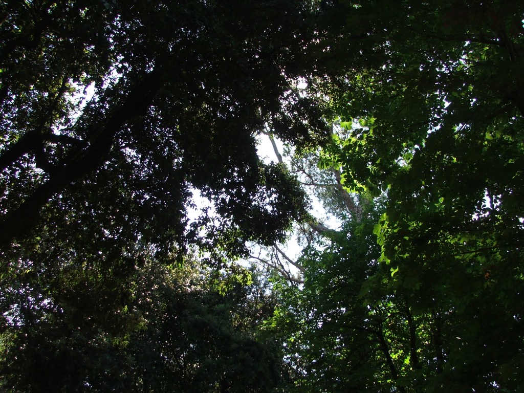 Fronde1