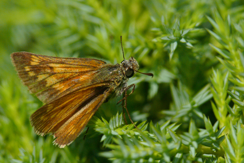 Brutto Anatroccolo