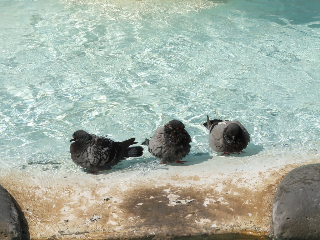 Colombi al fresco
