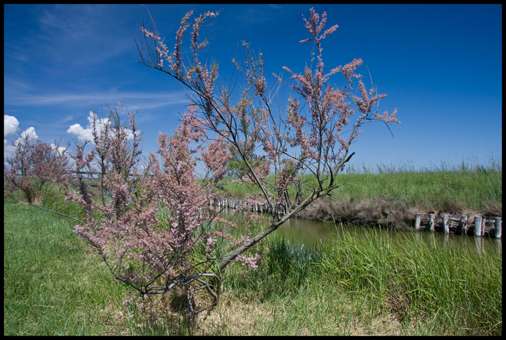 Flora autoctona