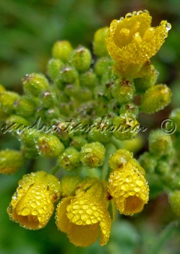un giorno nella nebbia#1