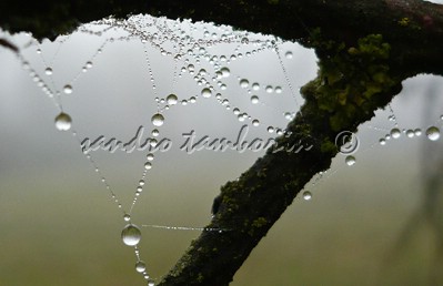 un giorno nella nebbia#2