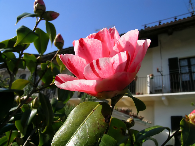 Camelia
