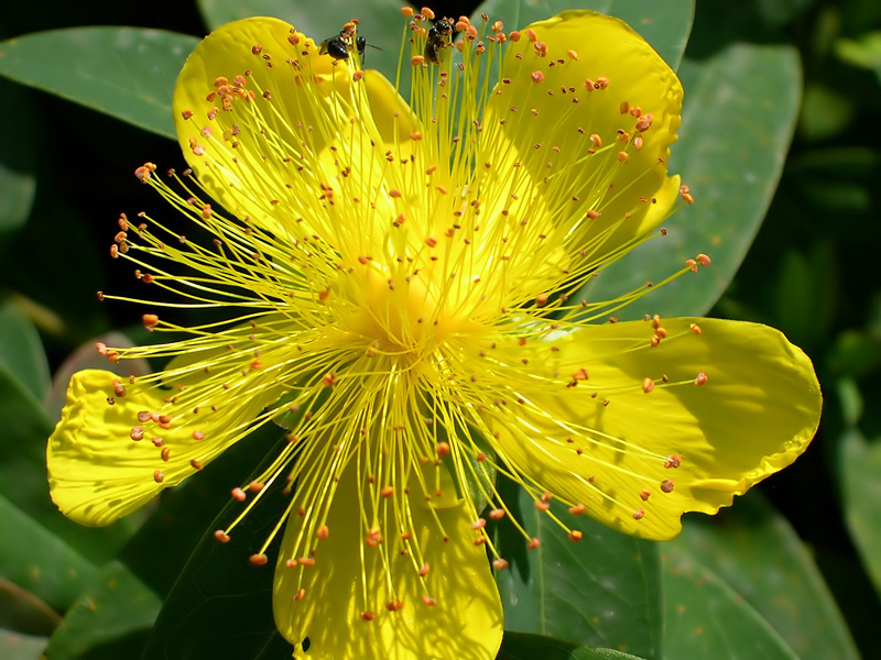 Hipericum