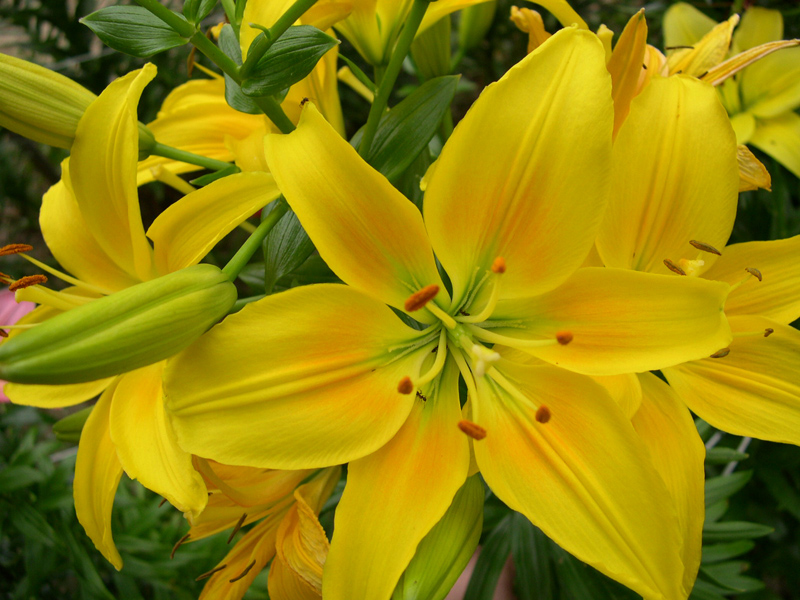 Fiore giallo
