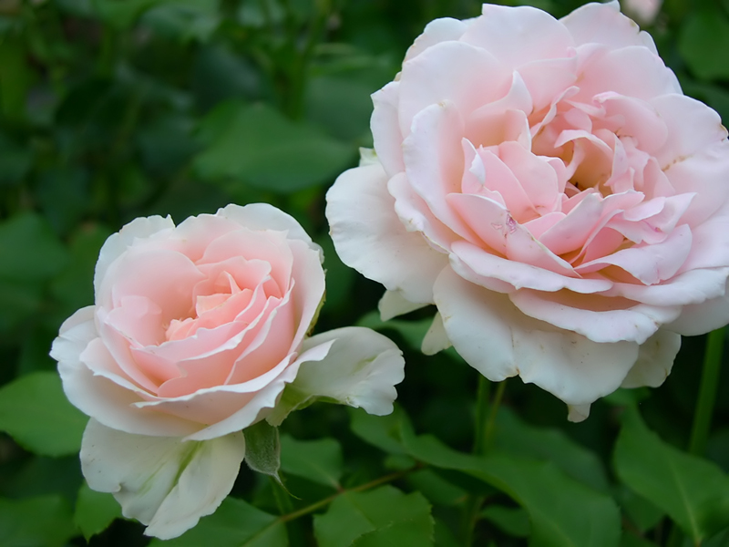 Rosa Floribunda