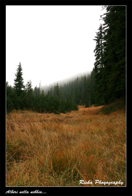 Alberi nella nebbia