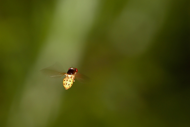 Dittero (circa 3mm)