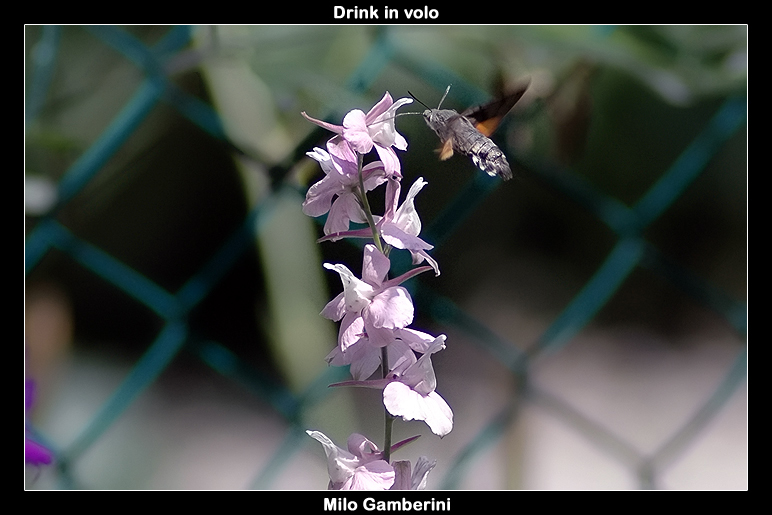 Drink in volo
